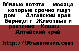 Милые котята, 3 месяца, которые срочно ищут дом.  - Алтайский край, Барнаул г. Животные и растения » Кошки   . Алтайский край